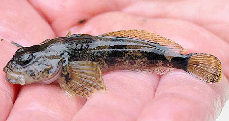 Sculpin Bunny