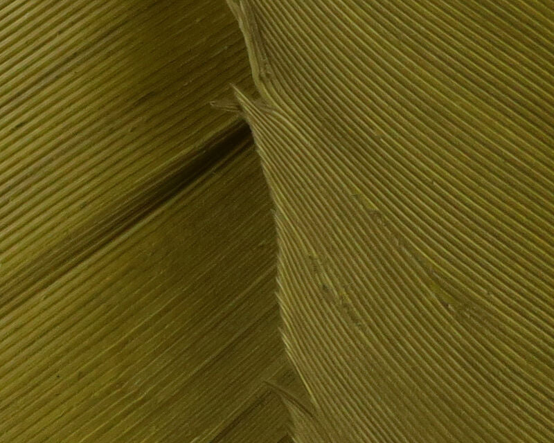 Turkey Biot Quills