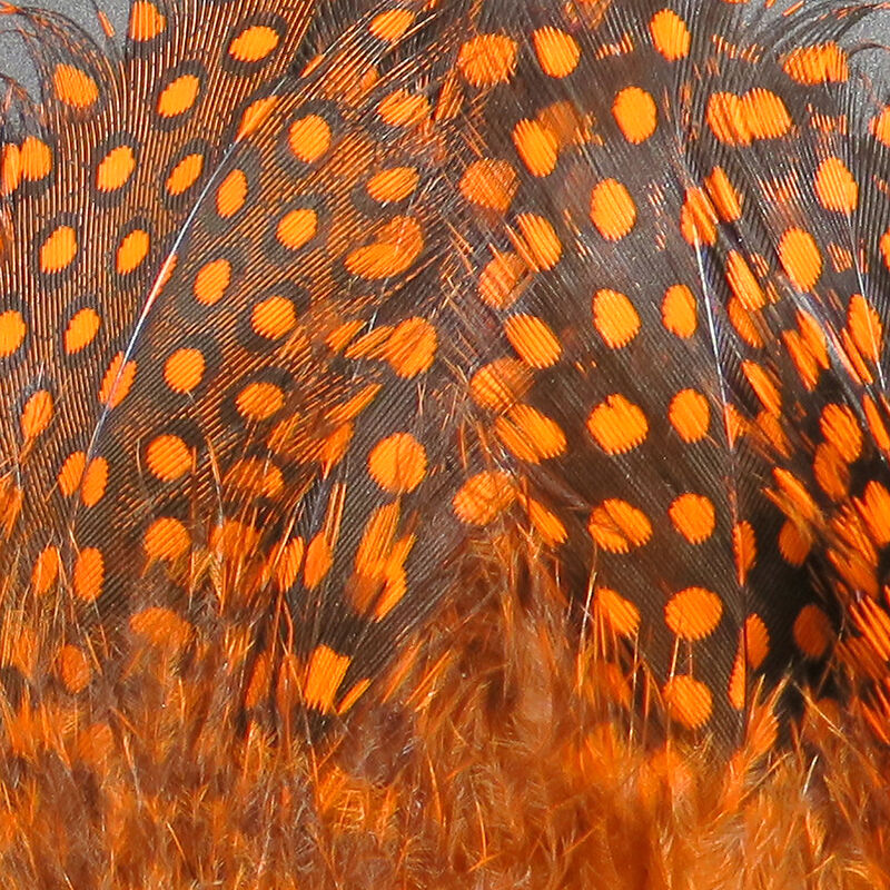 Strung Guinea