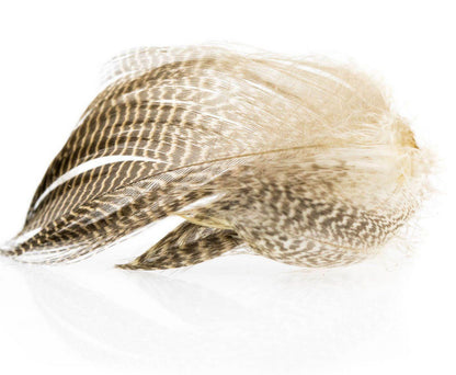 Gadwall Feathers