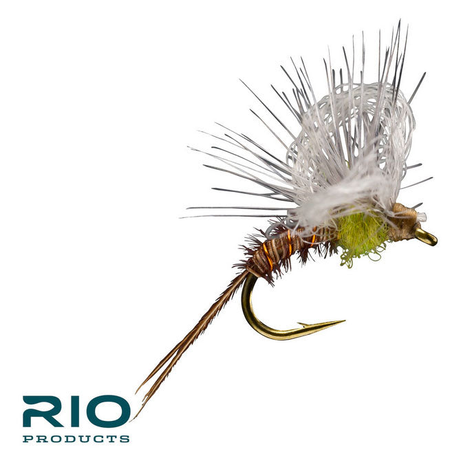 Rio's Loopy BWO