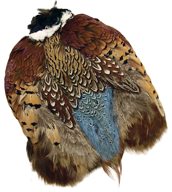 Ringneck Pheasant