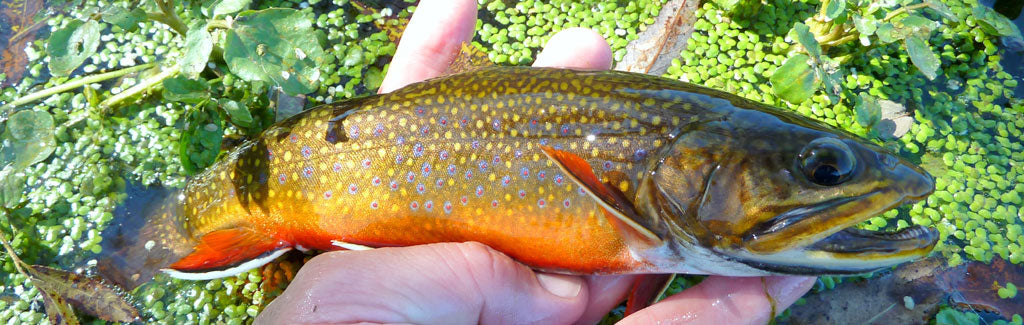 Glistening Brook Trout in Hand