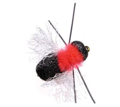 Umpqua Fathead Beetle